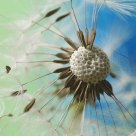 dandelion